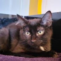 ATLAS, chatte à adopter
