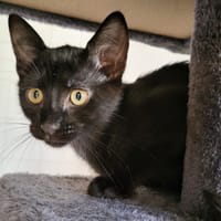 AWEN, chatte à adopter