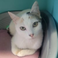 Lili, chatte à adopter