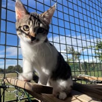 LEMMY (réservé), chatte à adopter
