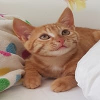 TITO, chat à adopter
