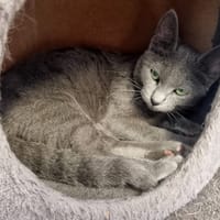 NIRIS, chat à adopter