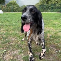 RALF, chien à adopter