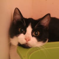 aha, chatte à adopter