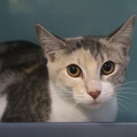 aminou, chatte à adopter