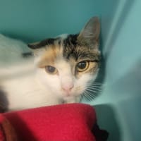 Fifi, chatte à adopter