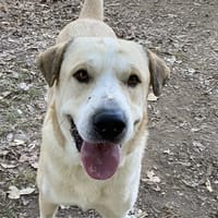 YOKO, chien à adopter