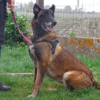 LAXY, chienne à adopter