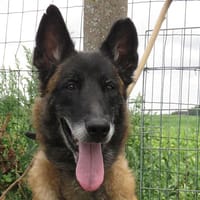 LAXY, chienne à adopter