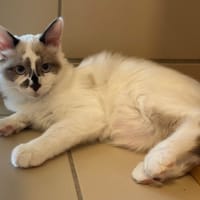 OXY (réservé), chat à adopter