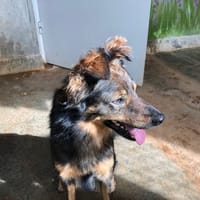 CESAR, chien à adopter