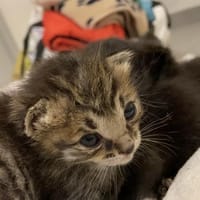 GROOT, chat à adopter