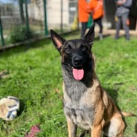 POPPY, chienne à adopter
