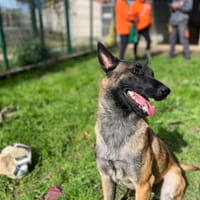 POPPY, chienne à adopter
