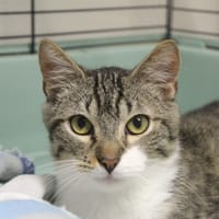 artouche, chat à adopter