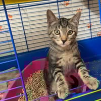 Stitch [Chaton], chat à adopter