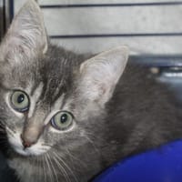 amaya, chatte à adopter