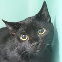 aplouf, chat à adopter
