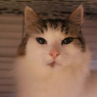 gribouille, chat à adopter