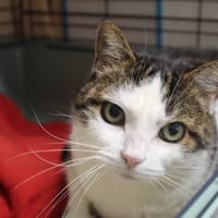 joal, chat à adopter
