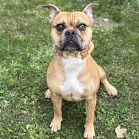 Kendji CAA14169, chien à adopter