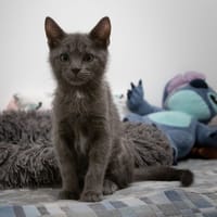Pingouin, chat à adopter