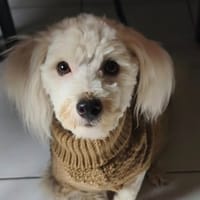 WHISKY, chien à adopter