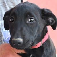 Fusilli, chienne à adopter