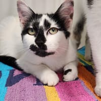 DUCHESSE, chatte à adopter