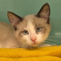 Passy (réservé), chat à adopter