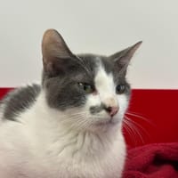 White Spirit, chat à adopter