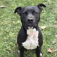 Tao CAA14170, chien à adopter