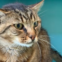 TAZ, chat à adopter