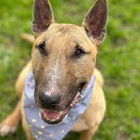 MARLEY, chien à adopter