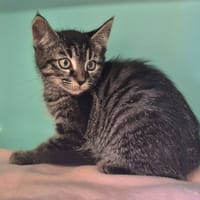 Zoro réservé, chat à adopter