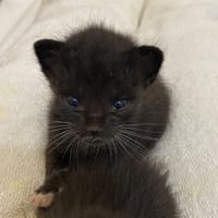 ROCKET, chat à adopter