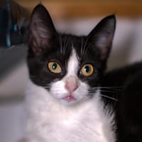 MIMINI, chatte à adopter