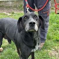 CAKULAN, chien à adopter
