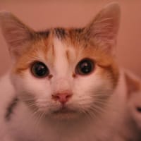 azur, chatte à adopter