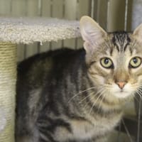 alabama, chat à adopter