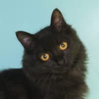 Anatole, chatte à adopter