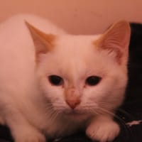 alerte, chatte à adopter