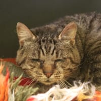 KYANITE, chat à adopter