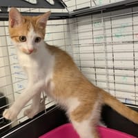 Chedar [Chaton], chat à adopter