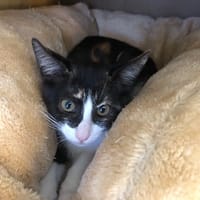 CHOUQUETTE (réservé), chatte à adopter