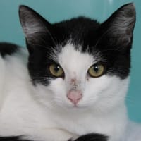 Pourry, chatte à adopter
