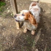 WOOFY, chien à adopter
