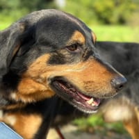 OSCAR, chien à adopter