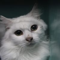 jade, chatte à adopter