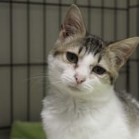 astrochat, chatte à adopter